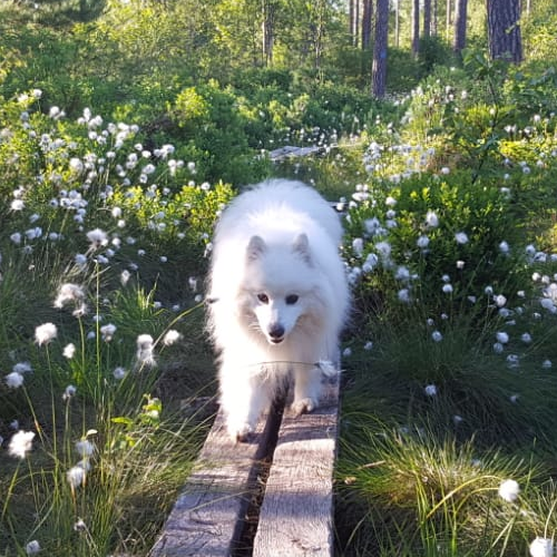 Suki, with an excited and focused look walking on wooden planks in a forest surrounded by lush bushes and white flowers