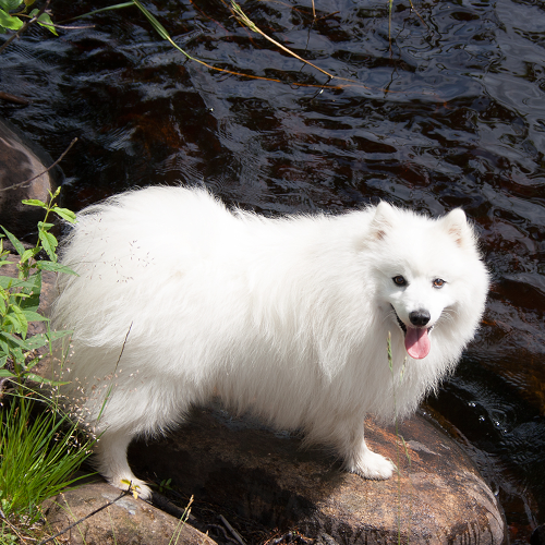 Suki, standing on a stone just next to a blue lake while smiling happily at the camera.
